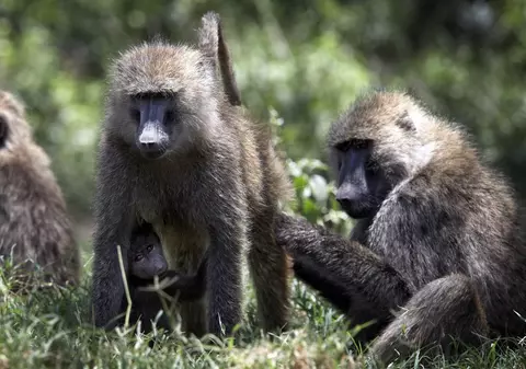 O grădină zoologică din Germania a omorât 12 maimuțe pentru că nu avea suficient spaţiu, în ciuda protestelor
