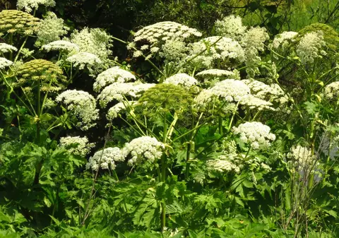 Planta care poate provoca arsuri grave și bășici. Brânca ursului crește și în România și este periculoasă pentru oameni