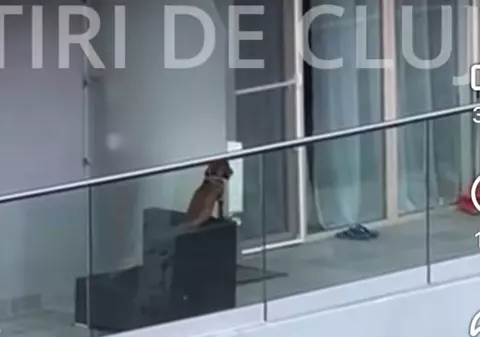 Imaginile care au revoltat Clujul: un cățel părăsit pe balcon suferă din cauza căldurii, dar nimeni nu intervine | VIDEO
