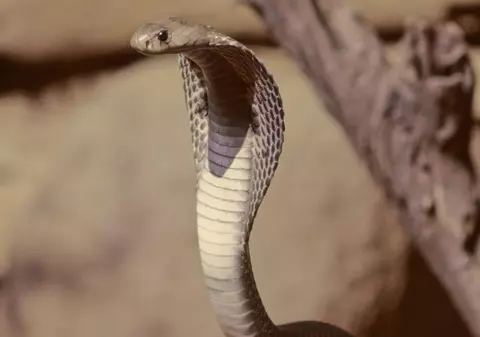 Un copil de 2 ani din India a mușcat și ucis o cobră după ce s-a năpustit asupra lui. Ce a urmat | VIDEO