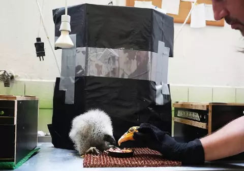 Puii de vultur orfani și excluși sunt momiți de îngrijitorii de la Zoo să mănânce cu ajutorul teatrului de păpuși