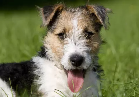 Un câine a devenit erou după ce a salvat 67 de vieți înainte ca o alunecare de teren să distrugă un sat