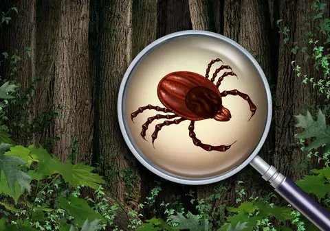 Insecticide căpușe – cum le alegi și le folosești pentru a-ți proteja curtea