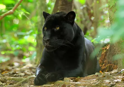 Pantera, noua vedetă virală a României. Firmele se întrec în reclame haioase I VIDEO