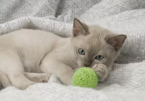 O pisică poreclită „Leonardo da Pinchy” fură lenjeria intimă a vecinilor | VIDEO