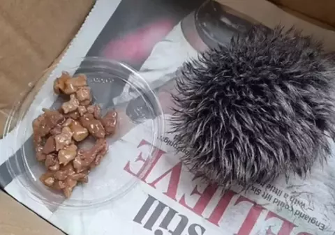 O femeie a găsit un pui de arici rănit și când l-a dus la veterinar a aflat că era, de fapt, un ciucure