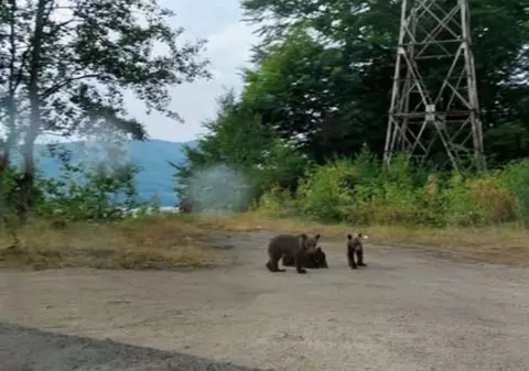 Puii orfani ai ursoaicei ucise pe Transfăgărășan sunt pasați de la o autoritate la alta. Mama urs nu ar fi trebuit să fie împușcată