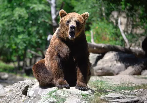 Urșii au dat de gustul mâncării gătite și o caută prin bucătăriile din Vrancea, în frigidere și dulapuri, spune un primar