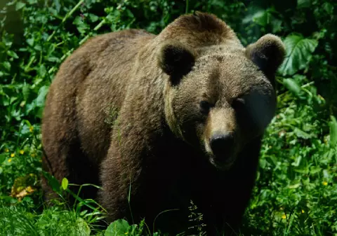 Ursul a făcut prăpăd în Brașov: 10 berbeci spintecați într-o singură noapte, la Berivoi