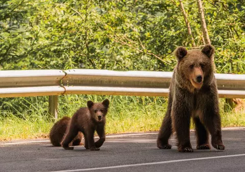 Cresc amenzile pentru persoanele care hrănesc urșii de pe marginea drumurilor, după tragedia de pe Transfăgărășan. Ministrul Mediului: „Modificăm legislația”