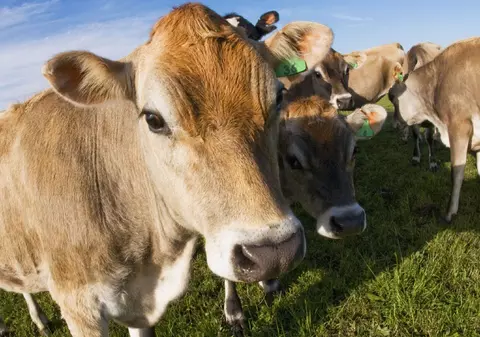 40 de vaci terorizează un sat din județul Iași: „Vin copiii la școală prin bălegar”