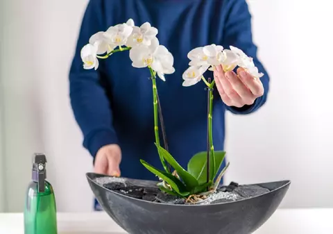 De ce nu înflorește orhideea