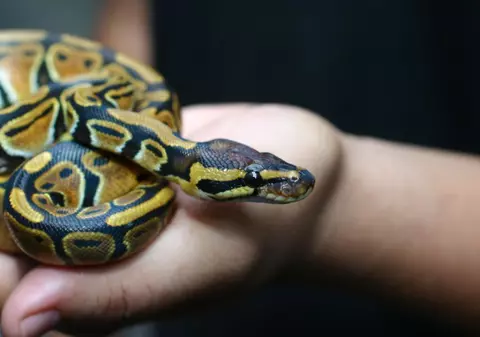 Un bărbat din București a sunat la 112 după ce s-a dus noaptea la toaletă, a aprins lumina și a găsit un piton regal de 1,5 metri