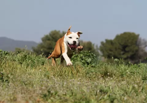 O tânără a fost atacată și rănită de un câine Amstaff, în Galați. Stăpânul animalului a fost amendat cu 15.000 de lei