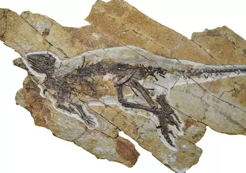 Dinozaurul care mai mult cânta în triluri decât răcnea a trăit acum 163 de milioane de ani, în China