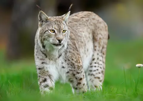 „Nu intrați în panică”. Și-a luat râsul cu el în vizită la rude și l-a scăpat pe străzile din Fălticeni, Iași