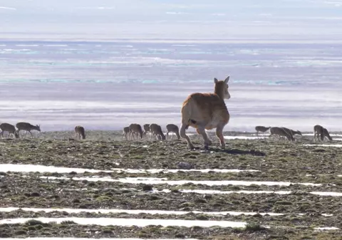 Un robot antilopă va fi trimis să spioneze turmele suratelor lui din sânge și oase de pe Platoul Tibetan, în China | VIDEO