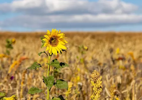 Cum va fi vremea în următoarele 4 săptămâni, în România. Meteorologii anunță că vara se prelungește, vor exista chiar și zile caniculare