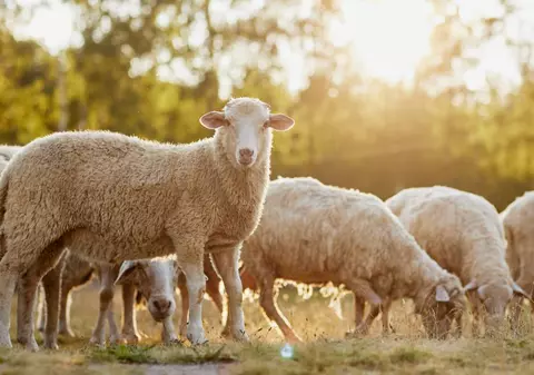 Meseria pe care spaniolii nu mai vor să o facă: guvernul a apelat la imigranți pentru a salva un sector aflat în declin