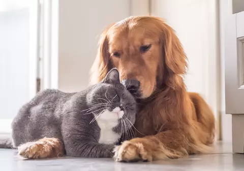 Abonamentele și asigurările medicale pentru animalele de companie, tot mai populare în România