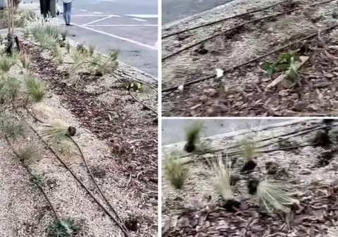 Plante de 6000 de lei, călcate în picioare și smulse de pe Bulevardul Decebal din Oradea