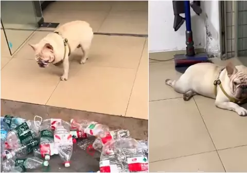 Un câine adună sticle de plastic de pe stradă în China și le duce la reciclat. Banii serioși vin însă din clipurile virale