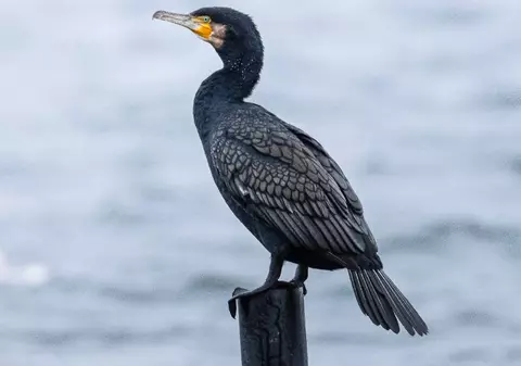 Cormoranii piscivori sunt din nou în pericol, miniștrii UE le-au pus gând rău. Ce spun ecologiștii