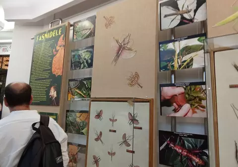 Fasmidele, insectele care se camuflează în frunze pot fi admirate la Complexul Muzeal de Ştiinţele Naturii din Galați
