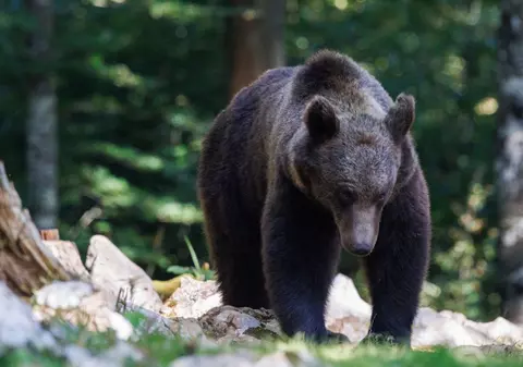 Alertă în Brașov, după ce un turist canadian a fost atacat de urs. Bărbatul plecase singur în drumeție spre masivul Postăvarul
