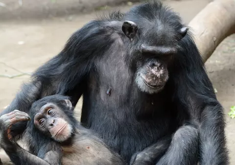 Cimpanzeii ingerează frecvent alcool din fructele coapte. „Nu e doar un obicei uman”, spun realizatorii studiului