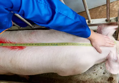 Cum afli greutatea porcului fără să-l cântăreşti