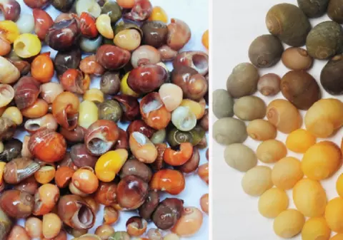 Atelier de bijuterii preistorice, vechi de 42.000 de ani, descoperit în Franța. Cum erau realizate