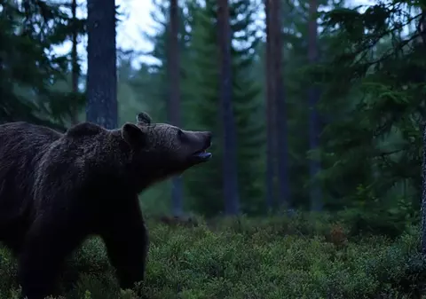 Selfie cu ursul vs realitatea care ucide. Un român se laudă că umblă noaptea prin pădure „cu lanternă verde”, în timp ce Transfăgărășanul își numără victimele