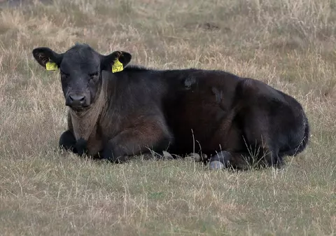 Zeci de vaci din rasa Black Angus au fost furate de pe un câmp din Borleşti, județul Neamț