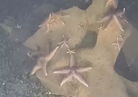 Vietățile marine din Marea Baltică au început să mănânce bombe din al Doilea Război Mondial