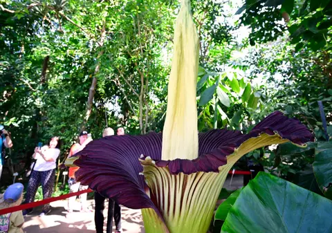 Cea mai urât mirositoare floare din lume a fost furată dintr-o grădină botanică din Germania