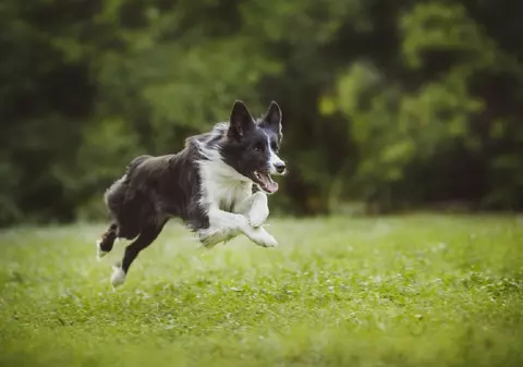 Border Collie – tot ce trebuie să știi despre această rasă