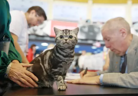 Libertatea a mers la Campionatul Mondial Felin. Bucureștiul, capitala mondială a pisicilor: peste 750 de feline din întreaga lume au strălucit la Romexpo