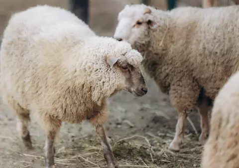 România, afectată de pestă porcină africană, rabie, variolă ovină și bluetongue