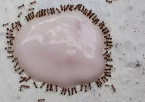 Furnicile roșii vii fac iaurtul mai gustos: o rețetă veche din Bulgaria, confirmată de cercetători