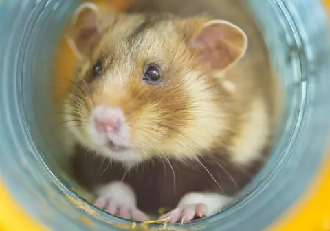 Un hamster a întârziat zborul, pasagerii au așteptat două ore pentru decolare, la Lima: „Haos în cabină”