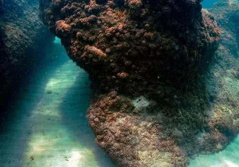 Descoperire rară făcută la 500 de metri adâncime, în Marea Mediterană, cu un submarin controlat de la distanță