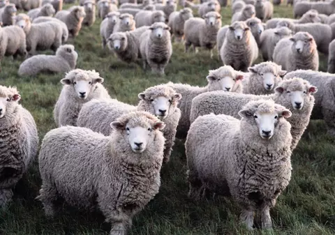 100.000 de euro amendă pentru un oier din Germania. Ce a făcut