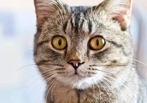 Deținerea unei pisici ar putea dubla riscul de tulburări asociate schizofreniei, potrivit unui studiu