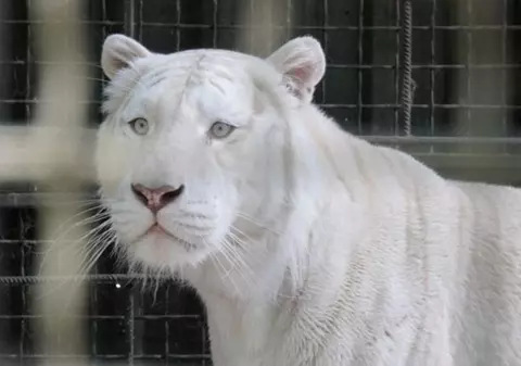 „Tigrii noștri sunt obișnuiți cu bombardamentele”: cum supraviețuiește ecoparcul de la periferia orașului Harkov