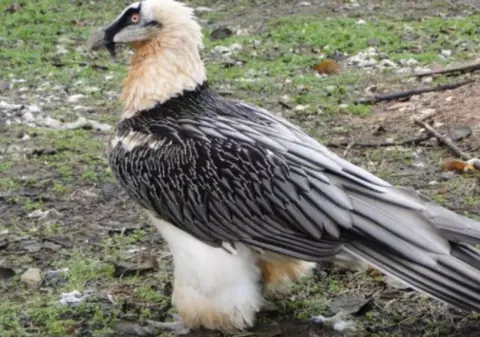 „Cuferele cu comori” aflate la înălțime: artefacte vechi de sute de ani, găsite de oamenii de știință în cuiburi de păsări