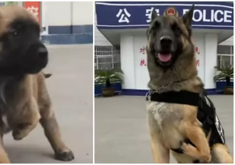 Povestea emoționantă a lui Barton, câinele născut cu trei picioare, care a devenit câine-polițist: „Și-a câștigat insigna prin abilitățile sale”