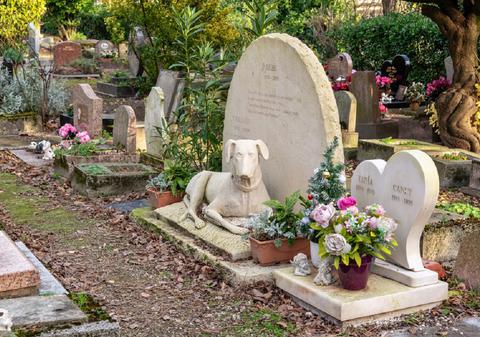 Ce faci cu corpul animalului tău de companie după ce a murit