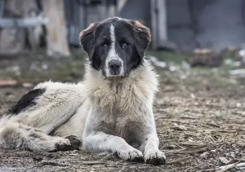Ciobănescul Românesc de Bucovina – tot ce trebuie să știi despre această rasă