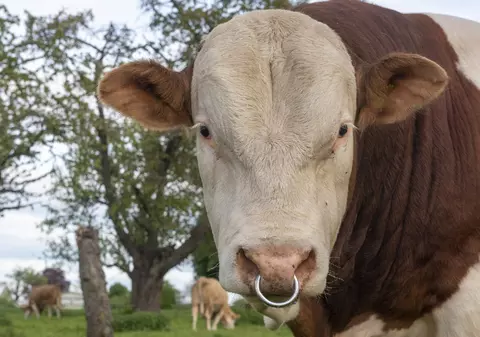 Noul trend de pe TikTok: inele pentru tauri folosite ca brățări